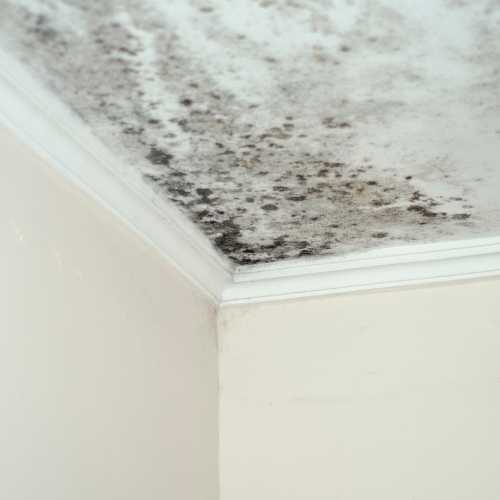 Expertise humidité : protéger votre logement et votre santé durablement Expertise humidité